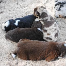 Australian Shepherd Puppies from Stephanie Young's Australian Shepherds