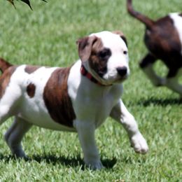 American Staffordshire Terrier Puppies from Diane Guilmette