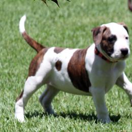American Staffordshire Terrier Puppies from Diane Guilmette