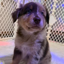 Deadpool - Red merle male Australian Shepherd puppy in East Hartford, Connecticut from CT Aussies