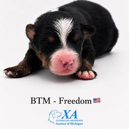 Boy 3 - male Australian Shepherd puppy in Gowen, Michigan from XA AUSTRALIAN SHEPHERDS