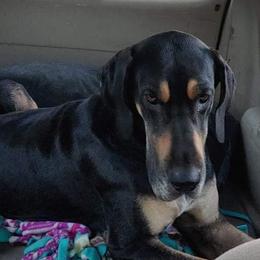 Nico - Great Dane