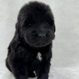 Newfoundland Puppies from Noble Newfoundlands