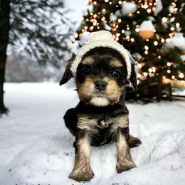 Holly - Cavapoo puppy in Spokane, Washington from Treasured Cavaliers of the Pacific Northwest