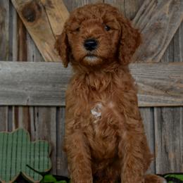 Male 4 - Yellow Collar - Apricot male Irish Doodle puppy in Macedon, New York from Toodles Goldendoodles