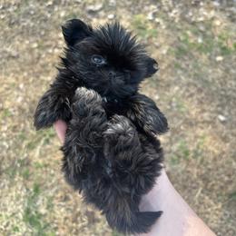 Puperella - Black female Shih Tzu puppy in Hendersonville, Tennessee from Peekaboo Farms