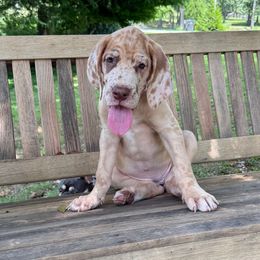 Magenta - Merle female Great Dane puppy in Ider, Alabama from Sand Mountain Danes LLC