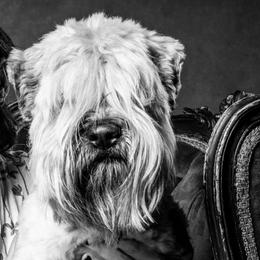 Bubba - Soft Coated Wheaten Terrier