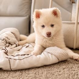 Atlas - White male Pomsky puppy in Lincoln, Nebraska from Blue Heaven Pomsky