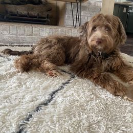 Aussiedoodle All Grown Up from Aspen Mountain Doodles LLC
