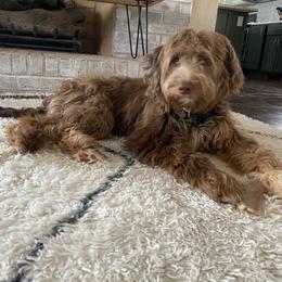Aussiedoodle All Grown Up from Aspen Mountain Doodles LLC