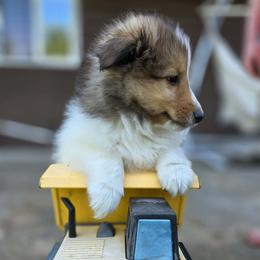 Girl 2 - Black and white female Shetland Sheepdog puppy in Deer Island, Oregon from Conestoga Shelties