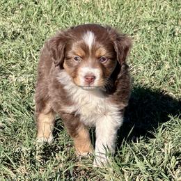 Spruce - male Toy Australian Shepherd puppy in Bly, Oregon from Apacheblus Toy Aussies