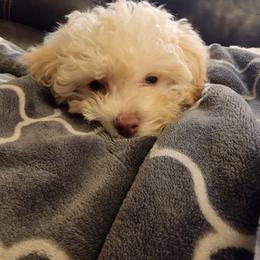 Poodle Puppies from Caboodles Of Poodles