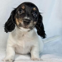 Pterodactyl - Piebald female Dachshund puppy in Winamac, Indiana from WZ Kennels