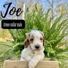 Joe - Parti male Goldendoodle puppy in Taylorsville, North Carolina from Doggone Dixie Doodles