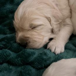 Red Collar - Light golden male Golden Retriever puppy in New Canton, Virginia from Mount Calm Golden Retrievers