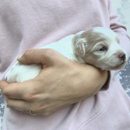 Freedom - White and chocolate female Chinese Crested puppy in Frederick, Maryland from Lovable Cresteds