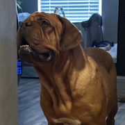 Cahana - Dogue de Bordeaux