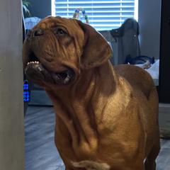Cahana - Dogue de Bordeaux
