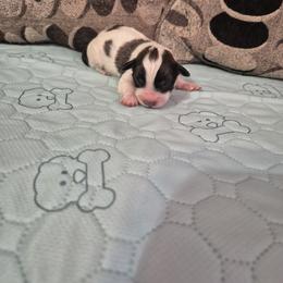 Boy 1 - male Shichon puppy in Pacolet, South Carolina from Kelli's Kennels
