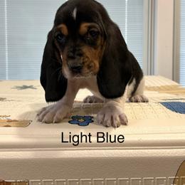 Smalls - Black brown and white male Basset Hound puppy in Logan, Utah from Cache Valley Bassets