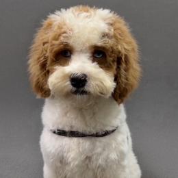 Bonnie Bell - Red and white female Cockapoo puppy in Lebanon, Kentucky from Mosaic Merle Doodles