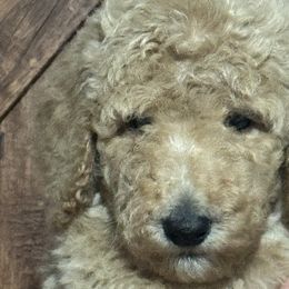 Boy 1 - Poodle puppy from Kelley’s Poodle Patch