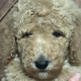 Boy 1 - Poodle puppy from Kelley’s Poodle Patch