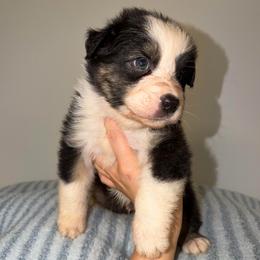 Baked Alaska - Black tri-color male Australian Shepherd puppy in Anniston, Alabama from All Hale Aussies