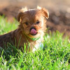 Shih Tzu and Shorkie Puppies from Nana's Happy Pups