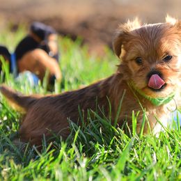 Shih Tzu and Shorkie Puppies from Nana's Happy Pups