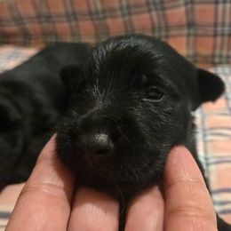Female3 - Black female Scottish Terrier puppy in Conroe, Texas from Scotch McLaren Terriers