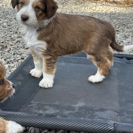Boy 5 - Sable male Aussiedoodle puppy in Hillsboro, Illinois from Perfect Paws Puppies