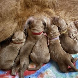 Girl 4 - Dark golden Golden Retriever puppy in Salem, Oregon from Baker’s Goldens