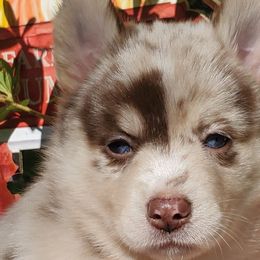 Girl 2 - Siberian Husky puppy in Gloucester, Virginia from Roaring Springs Pomsky