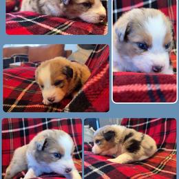 Eddie - Blue merle male Australian Shepherd puppy in Fort Lauderdale, Florida from Burning Heart Aussies