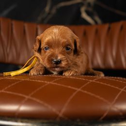 Bernedoodle, Cavapoo, Goldendoodle, and Poodle Puppies from Wasatch Pup