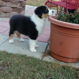 Australian Shepherd Puppies from Snowberry Point Aussies