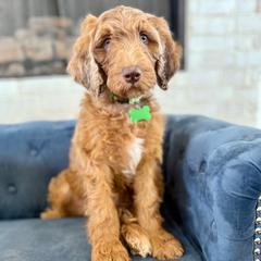 Cinnamon - Red male Irish Doodle puppy in Indiahoma, Oklahoma from Farm Fresh Doodles