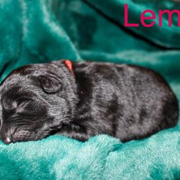 Lemon Von der Spitze - Black female German Shepherd puppy in New York from Spitze German Shepherds