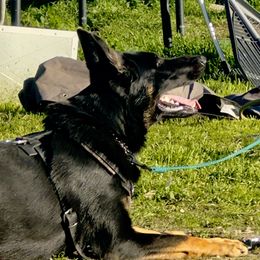 Quinn - German Shepherd