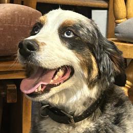 Zelph - Bernedoodle