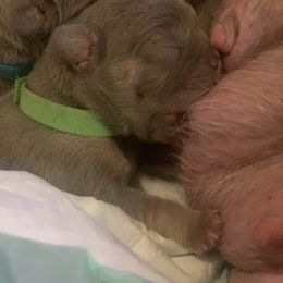 French Bulldog Puppies from Andrea's French Bulldogs