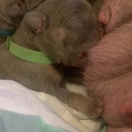 French Bulldog Puppies from Andrea's French Bulldogs