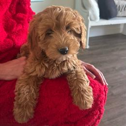 Aspen - Apricot female Cavapoo puppy in Payson, Utah from Country Sky Doodles