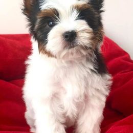 Biewer Terrier Puppies from Biewers von Lamel