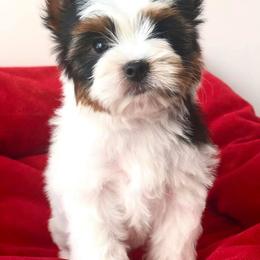 Biewer Terrier Puppies from Biewers von Lamel