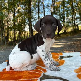 Pocahontas - Liver and white female German Shorthaired Pointer puppy in Dugspur, Virginia from Pilgrims Trails Shorthairs