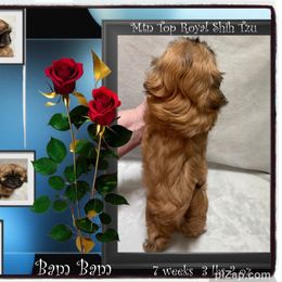 Shih Tzu Puppies from Mtn Top Royal Shih Tzu